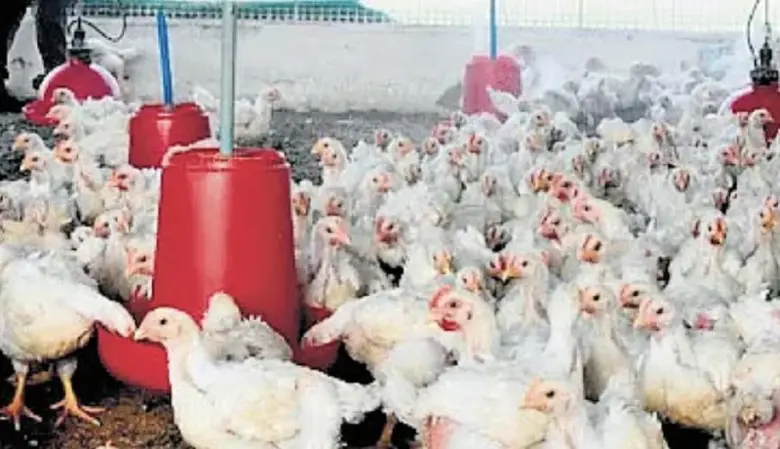 Bird Flu Risk Persists At Delhi'S National Zoological Park: No New Deaths, Enhanced Safety Measures In Place For Visitors