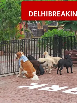 MCD Pet Park in Jangpura to Open Soon, Entry Fee Likely Rs 30 to 50