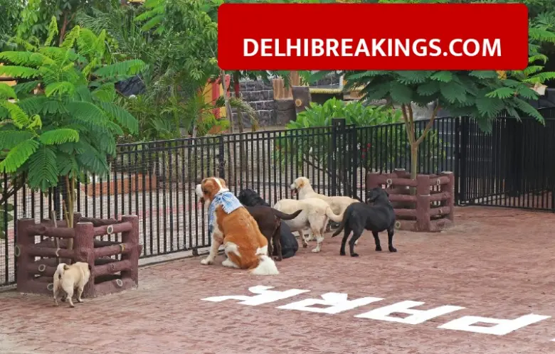 delhibreakings mcd jangpura pet park opening entry fee rules update MCD Pet Park in Jangpura to Open Soon, Entry Fee Likely Rs 30 to 50